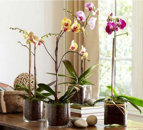 Все орхидеи влаголюбивы и требуют обильного полива, при котором почвенный ком или насыпанный в горшок рыхлый крупнозернистый субстрат полностью промокает