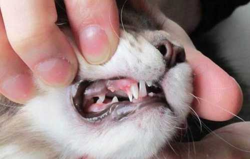 Когда у котят меняются зубы, что делать
