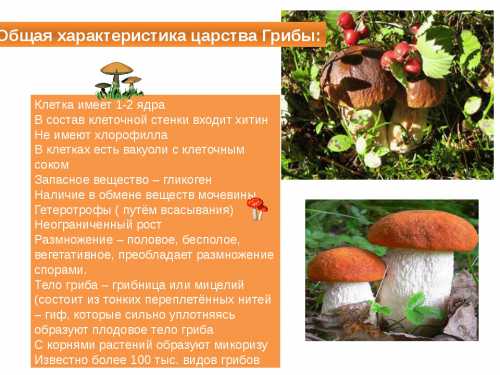 Самые полезные  грибы: описание состава разных