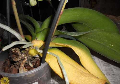 Что делать если желтеют листья орхидеи, причины