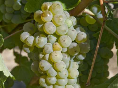 Необходимо понимать, что обрезка винограда подразумевает под собой несколько операций