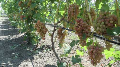 Польза винограда кишмиш, возможный вред, кому